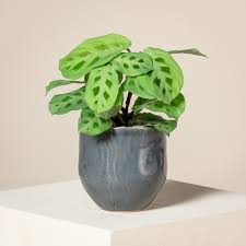 Maranta Leuconeura var. Kerchoveana (Green Prayer Plant)