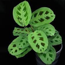 Maranta Leuconeura var. Kerchoveana (Green Prayer Plant)
