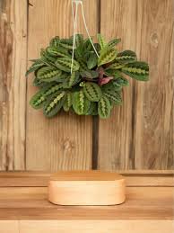Maranta Leuconeura var. Kerchoveana (Green Prayer Plant Hanging Basket)