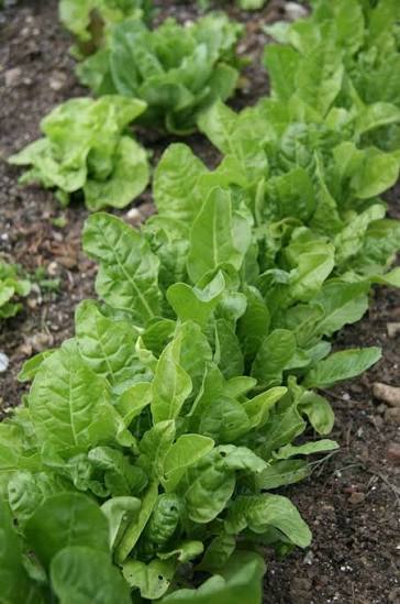 Beta vulgaris subsp. cicla (Perpetual Spinach)