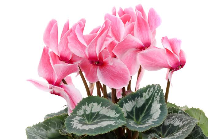 Cyclamen persicum (Florist's Cyclamen)