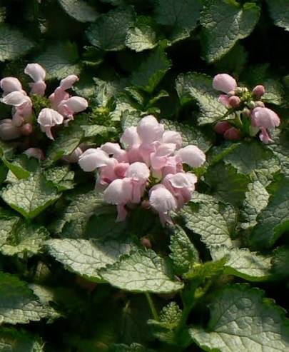 Lamium Maculatum 'Pink Pewter' (Pink Pewter Dead Nettle)