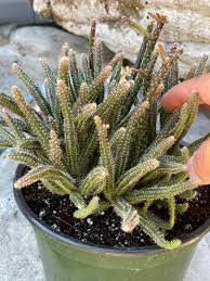 Rhipsalis Horrida (Mouse Tail Cactus)