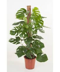 Monstera Deliciosa 'Tauerii' (Monstera Tauerii Totem Pole)