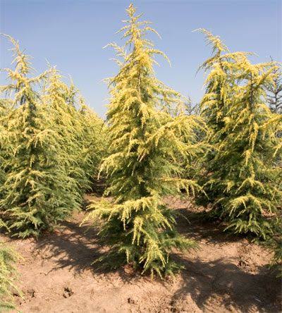 Cedrus deodara 'Vinks Gold' (Vinks Gold Deodar Cedar)