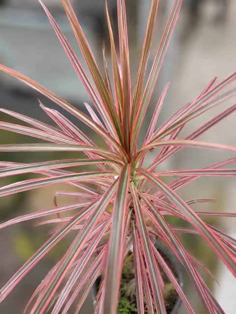 Cordyline hybrida ‘Fairy Floss’ (Fairy Floss Cordyline)