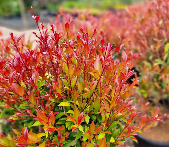Acmena smithii ‘Minor Red Tip’ (Dwarf Red Tip Lilly Pilly)