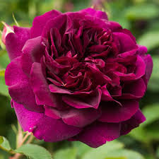 Rosa 'Darcey Bussell' (Darcey Bussell English Rose)