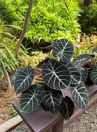 Alocasia Reginula 'Black Velvet' (Black Velvet Alocasia)