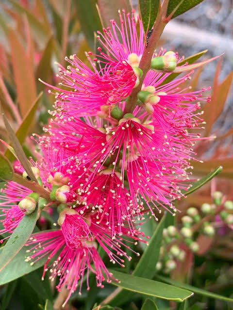 Callistemon ‘All Aglow’ (All Aglow Bottlebrush)