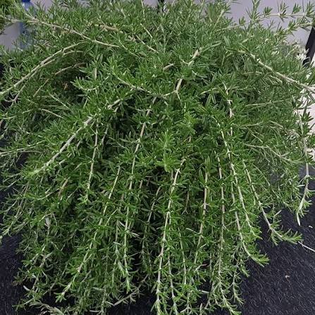 Salvia rosmarinus ‘Roman Beauty’ (Dwarf Rosemary)