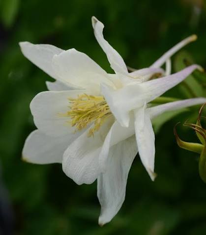Aquilegia vulgaris 'Earlybird White' (Earlybird White Columbine)