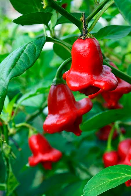 Capsicum Baccatum (Bishop's Crown Chilli)