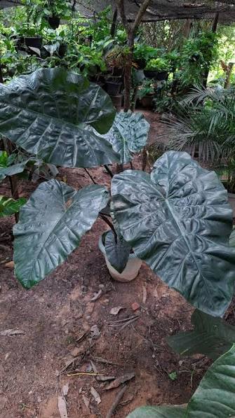 Alocasia plumbea 'Nigra' (Nigra Elephant Ear)