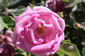 Rosa ‘Fragrant Plum’ (Fragrant Plum Hybrid Tea Rose)