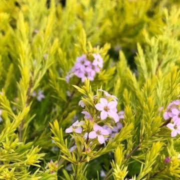 Coleonema ‘Compactum Gold’ (Golden Breath of Heaven)