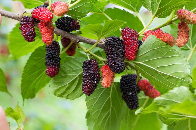 Morus Nigra 'Hicks Fancy' (Hicks Fancy Mulberry)