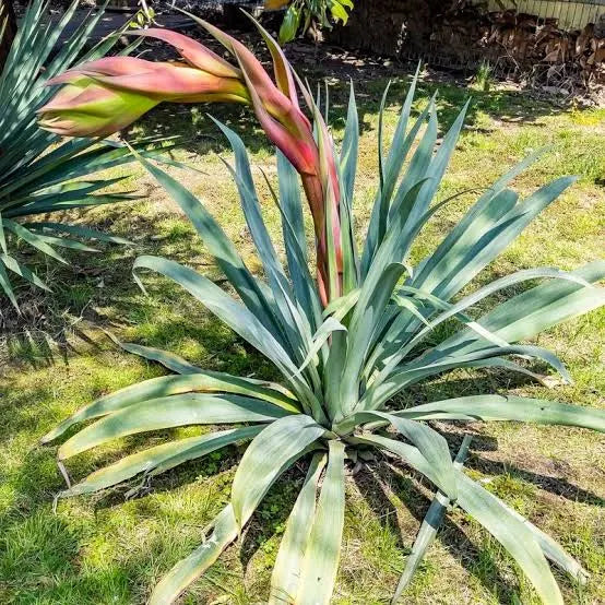 Beschorneria yuccoides 