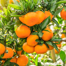 Citrus Sinensis ‘Navelina Dwarf’ (Orange) Grafted