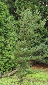 Pinus parviflora ‘Kokonoe’ (Japanese White Pine)