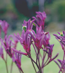 Anigozanthos Hybrid 'Bush Merlot' (Bush Merlot Kangaroo Paw)