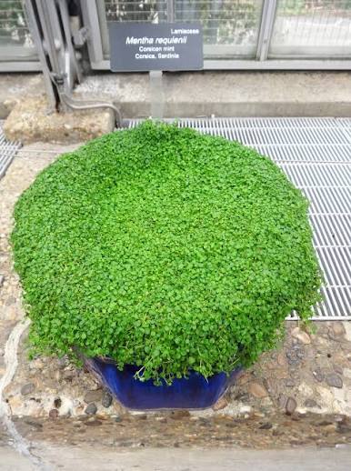 Mentha requienii (Corsican Mint)
