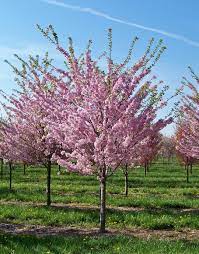 Prunus Persica (Peach Red Haven)