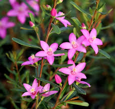 Crowea Exalata (Small Leaf Crowea)