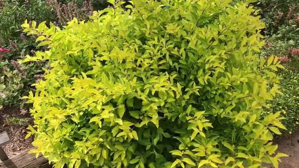 Duranta Erecta ‘Squatters Gold’ (Squatters Gold Duranta)