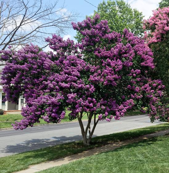 Lagerstroemia 'Zuni' (Zuni Crepe Myrtle)