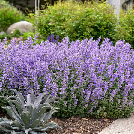 Nepeta × faassenii (Catmint)