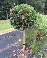 Camellia Sasanqua ‘Jennifer Susan’ (Jennifer Susan Camellia Standards)