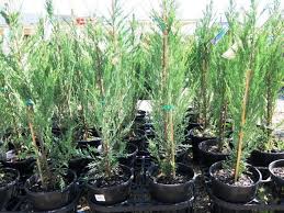 Juniperus virginiana 'Skyrocket' (Skyrocket Juniper)