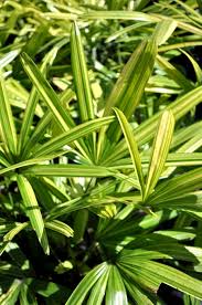 Rhapis excelsa Variegated (Variegated Lady Palm)