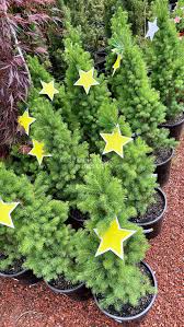 Picea glauca ‘Super Star’ (White Spruce)