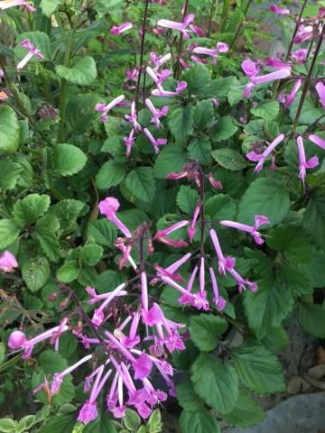 Plectranthus Hybridus 'Cape Angels Pink' (Cape Angels Pink Plectranthus)