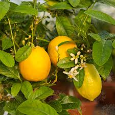 Citrus medica (Etrog Citron)
