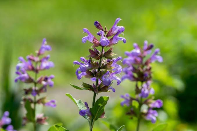 Salvia officinalis (Sage)