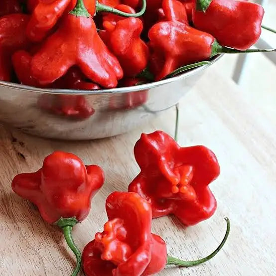 Capsicum Baccatum (Bishop's Crown Chilli)