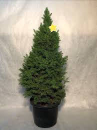 Picea glauca ‘Super Star’ (White Spruce)