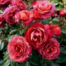 Rosa 'Hot Chocolate' (Standard) (Hot Chocolate Standard Floribunda Rose)