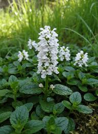 Ajuga reptans 'White Elf' (White Elf Bugleweed)