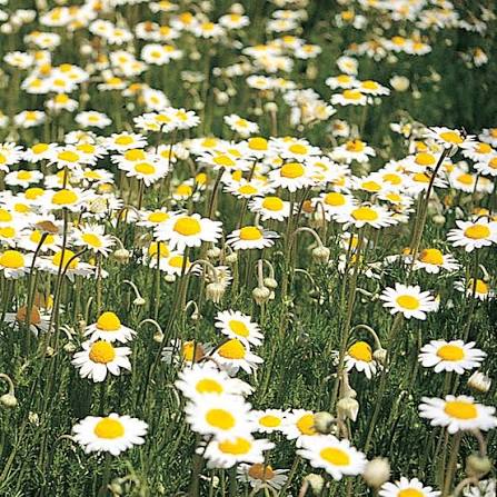 Chamomile Flower Lawn (Chamomile Lawn)