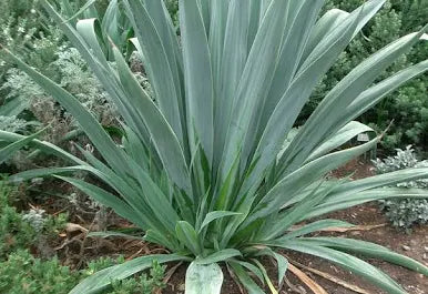 Beschorneria yuccoides 