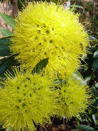 Xanthostemon chrysanthus 'Expo Gold' (Golden Penda)