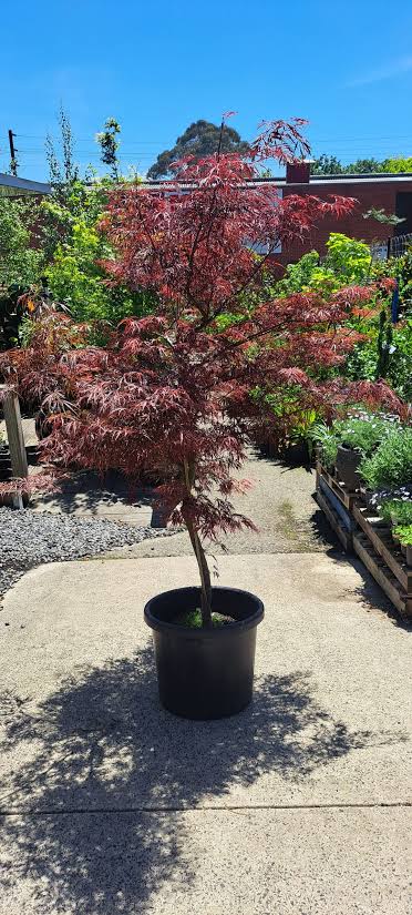 Acer palmatum var. dissectum 'Crimsonwave' (Crimsonwave Weeping Japanese Maple)