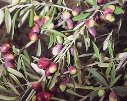 Olea europaea 'Coratina' (Coratina Olive)