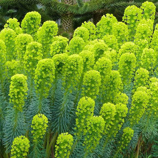 Euphorbia characias subsp. wulfenii (Mediterranean Spurge)