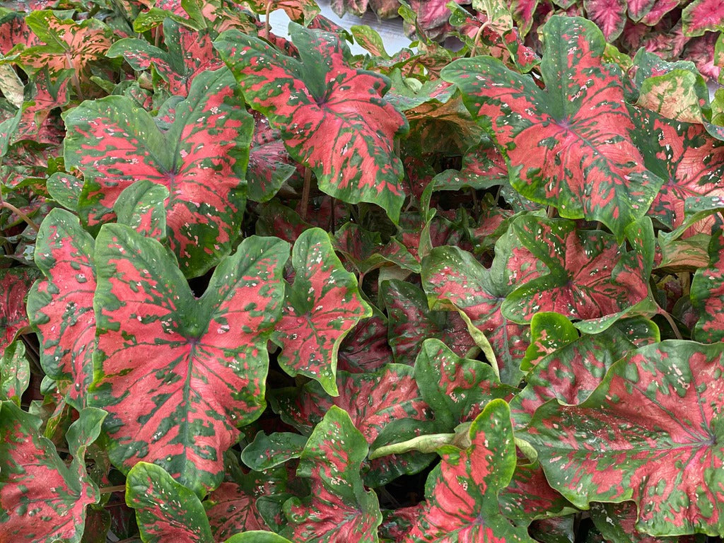 Caladium ‘Red Freckles’ (Angel Wings)
