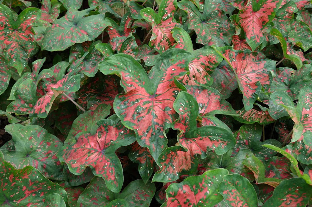 Caladium ‘Red Freckles’ (Angel Wings)
